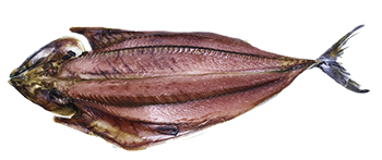 Bacalao salado