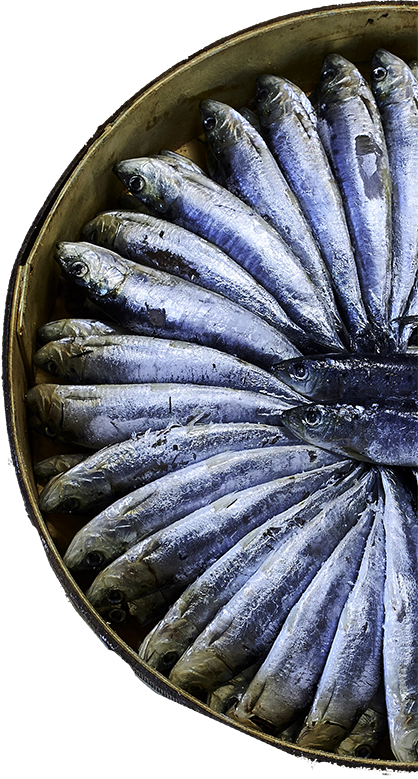 sardinas